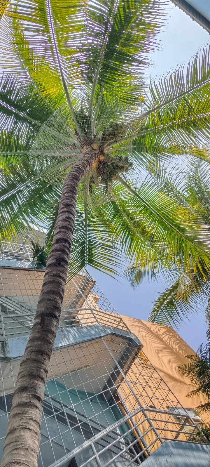 Coconut tree safety net work 3