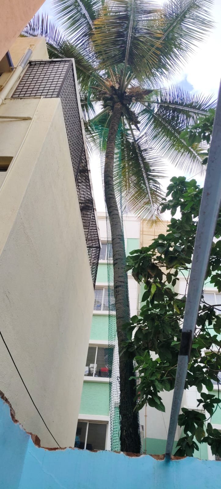 Coconut tree safety net work 4