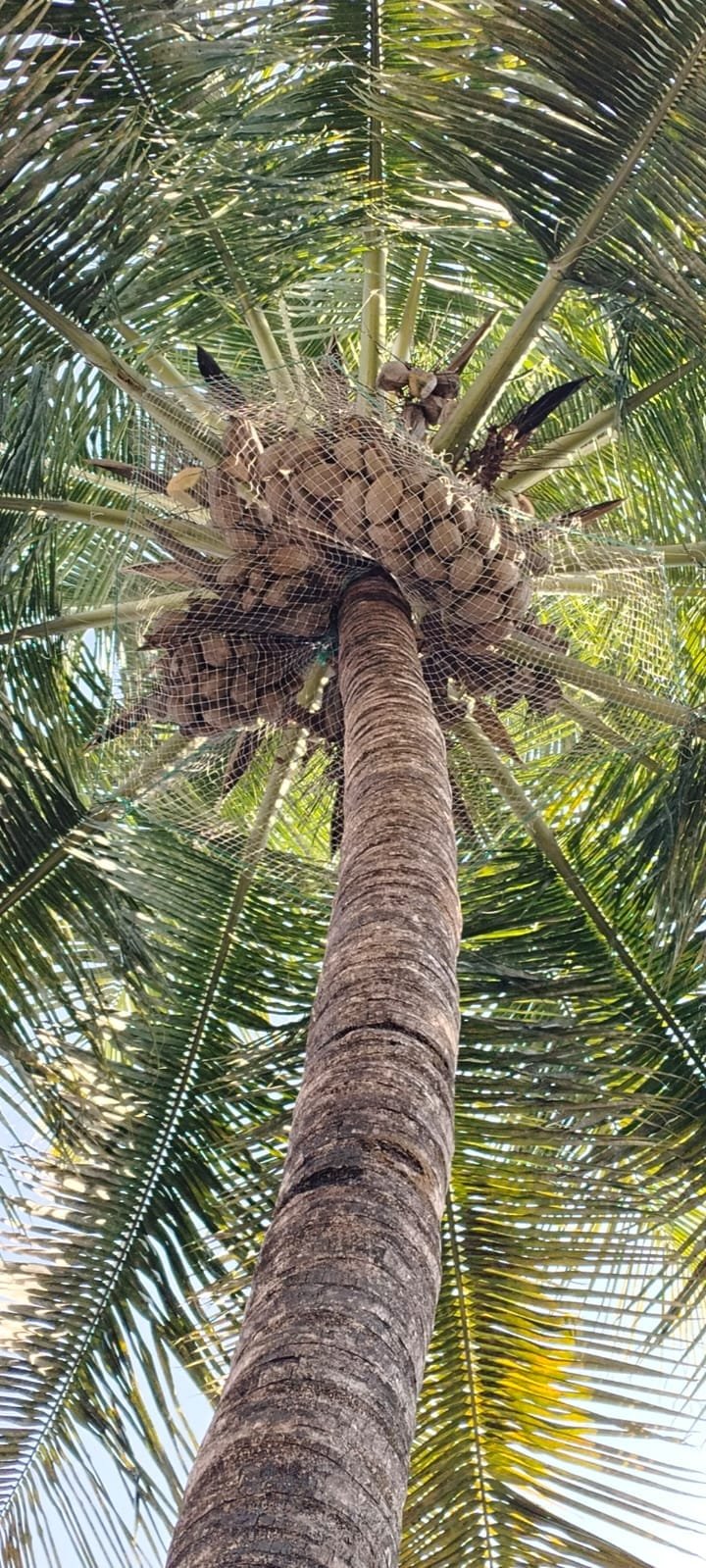 Coconut tree old net cleaning and re-fixing