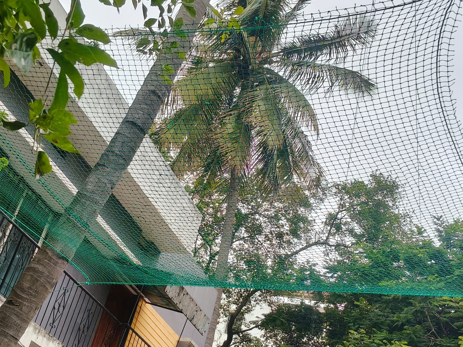 Coconut tree safety net all fixing