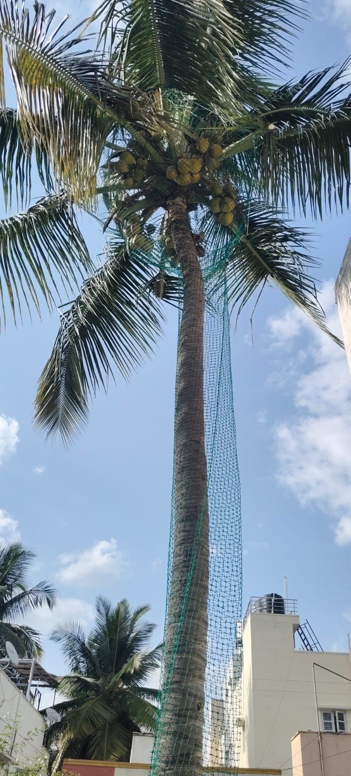 Coconut safety net work 10