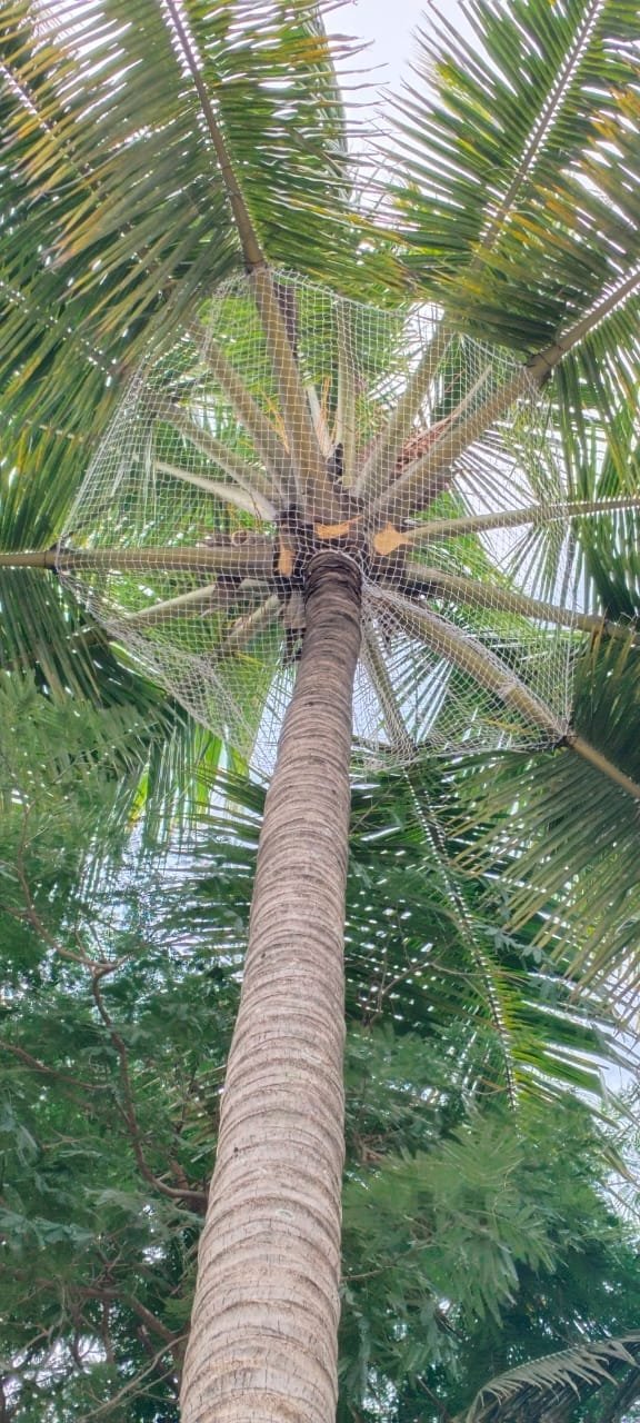 Coconut safety net work 14