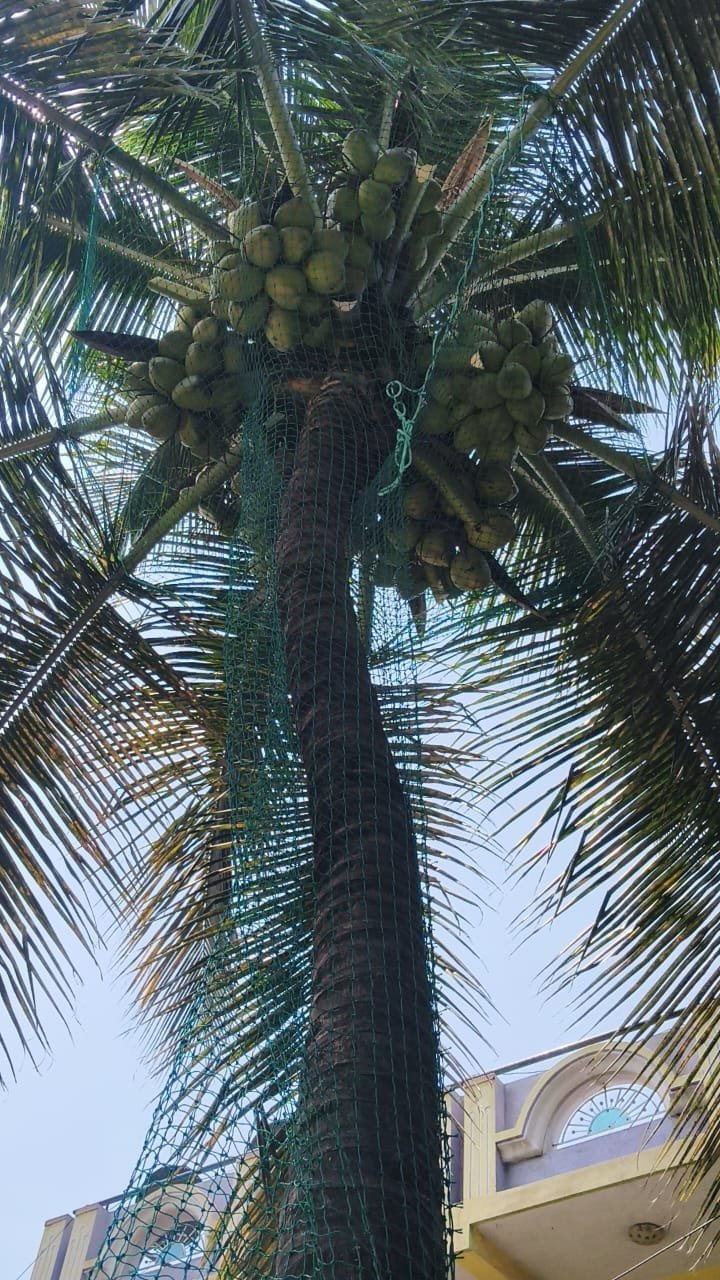 Coconut safety net work 15