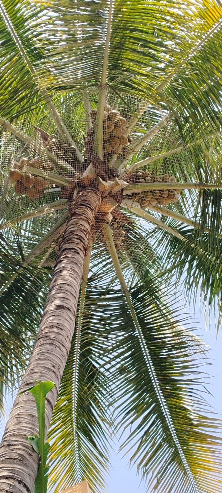 Coconut safety net work 16