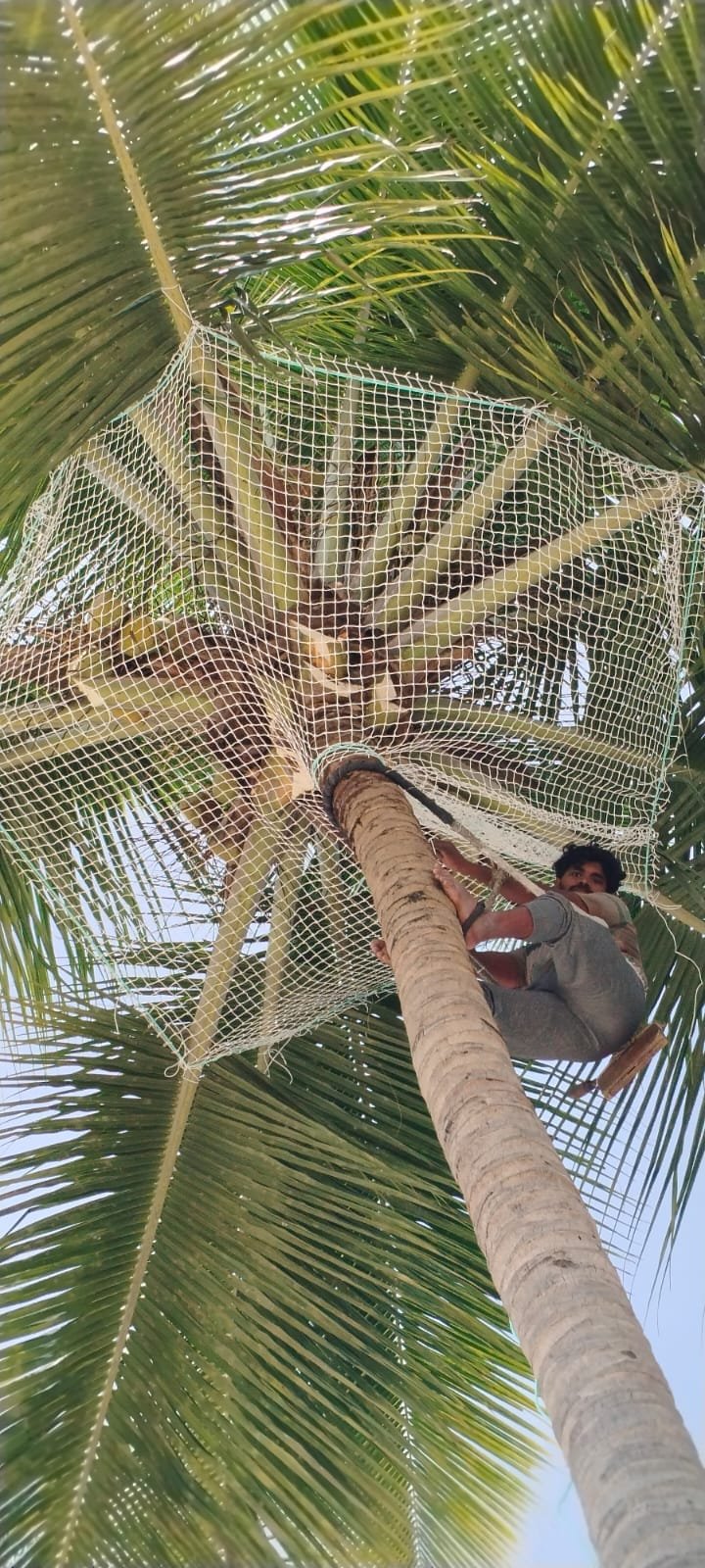 Coconut safety net work 17